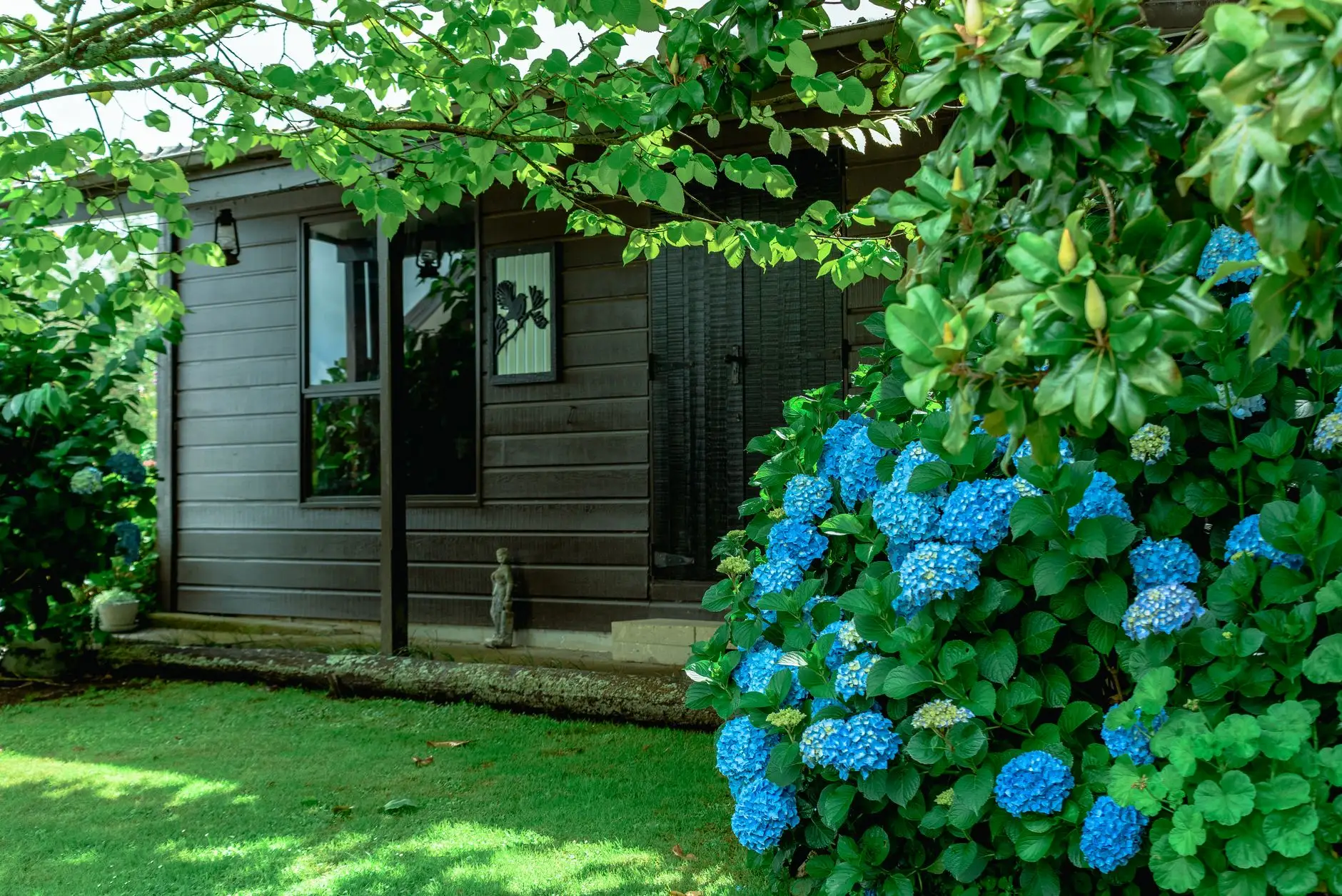 Dark-stained timber garden building with a large window, set back on a lawn behind blue hydrangeas